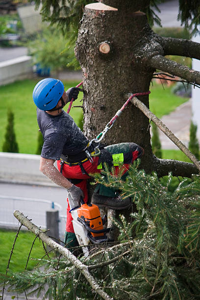 Best Stump Grinding and Removal  in Redfield, AR